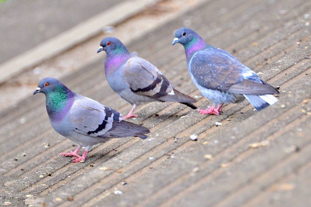 カワラバト/河原鳩、ドバト (Rock Dove, Rock Pigeon) by Dakiny is licensed under CC BY 2.0.
